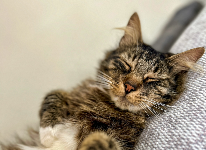 are essential oils safe for cats?