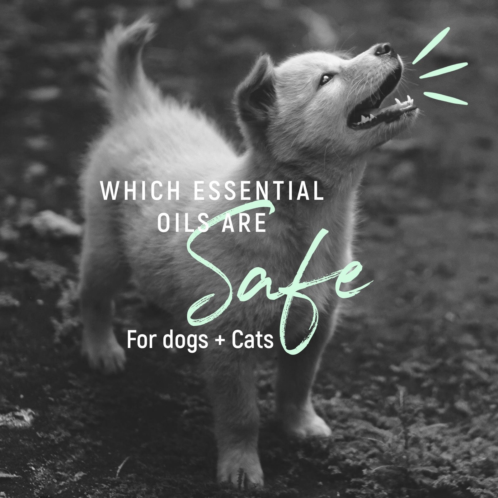 which essential oils are safe for dogs 